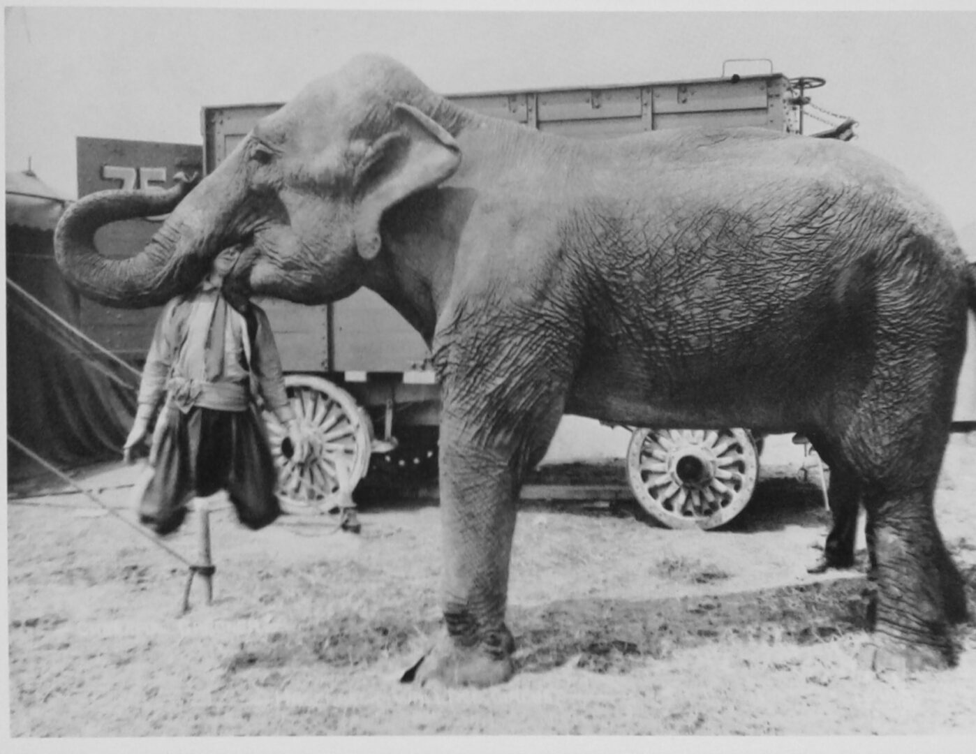 The postcard which galvanized the plot of The Elephant Graveyard.