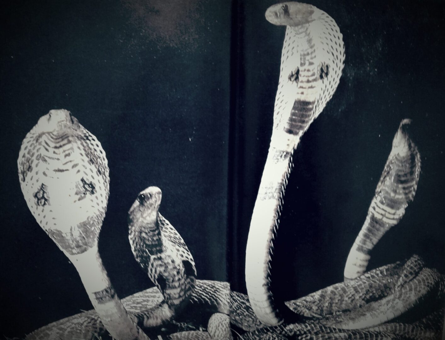 The only snake able to stand a third of its length, the king cobra, which can grow to 26 feet (and brings to a close the narrative of the novel), could tower above John Wayne.